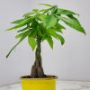 Money Tree - Image 4