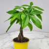 Money Tree - Image 2