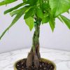 Money Tree - Image 3