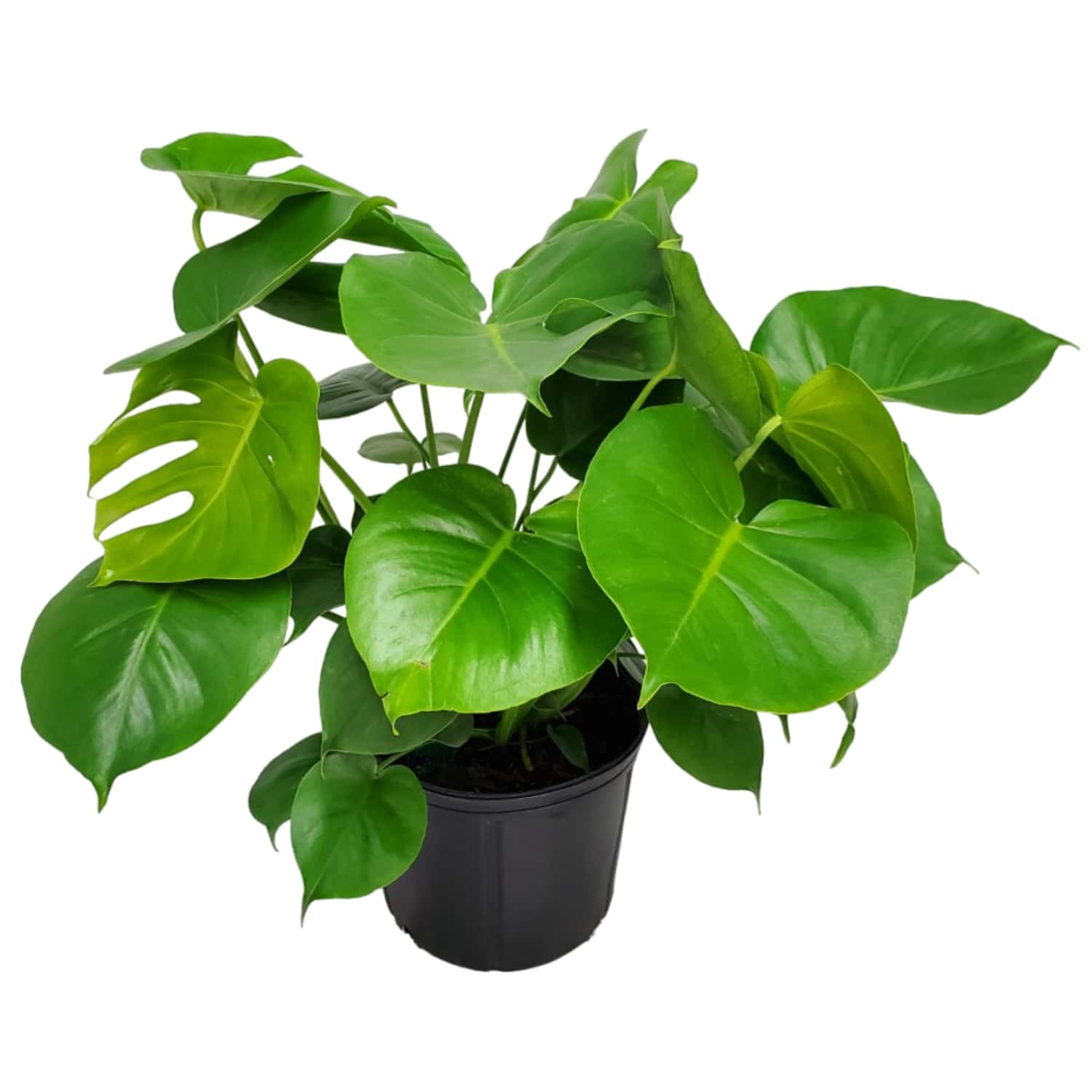 Monstera Deliciosa Plant for Sale | Swiss Cheese Plant