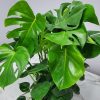 Monstera-Delicioso Tropical Plants florida
