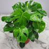 Monstera Deliciosa Swiss Cheese Plant