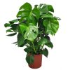 Tropical Plants of Florida