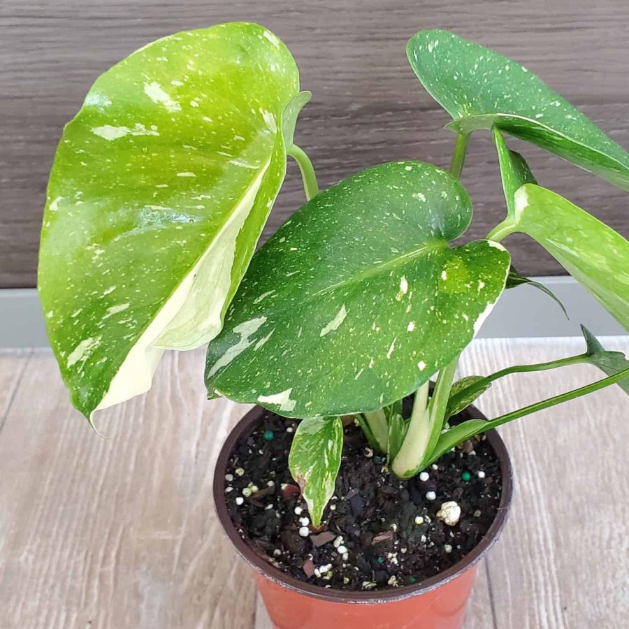 Monstera Plant