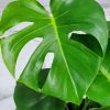 Monstera Swiss Cheese Plant