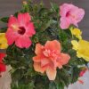 Multiple Color Hibiscus Bush