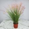 Muhly Grass