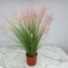 Muhly Grass