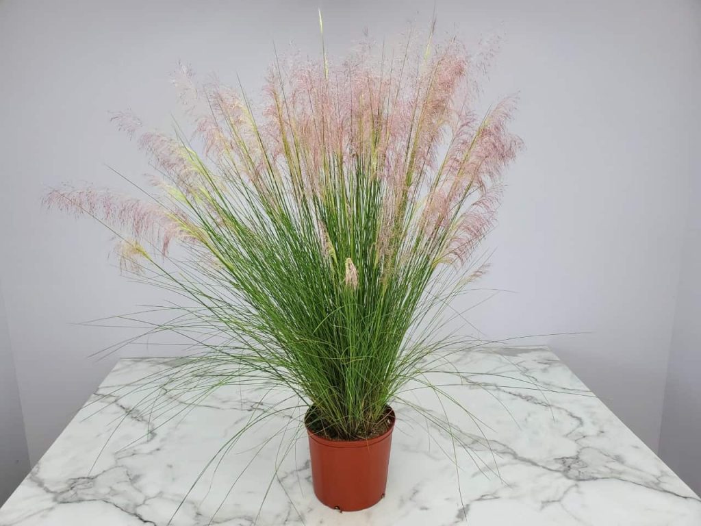 muhly grass care guide