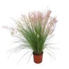 Muhly Grass