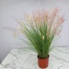 Muhly Grass