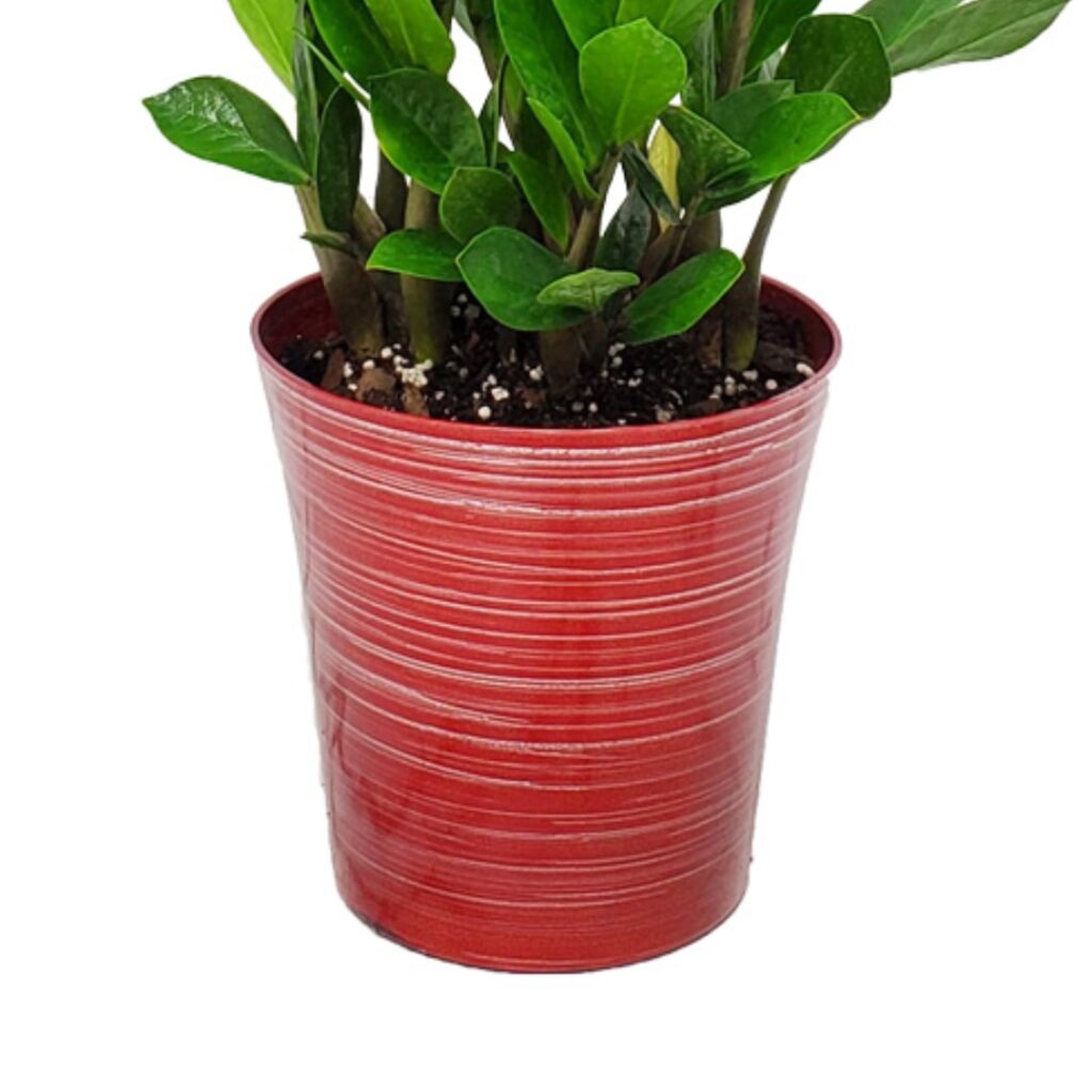 ZZ Plant Potted In Elegant Rondo Red Planter