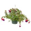 fuchsia purple hanging basket