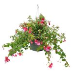 Fuchsia Pink Hanging Basket