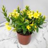 large dipladenia bush yellow