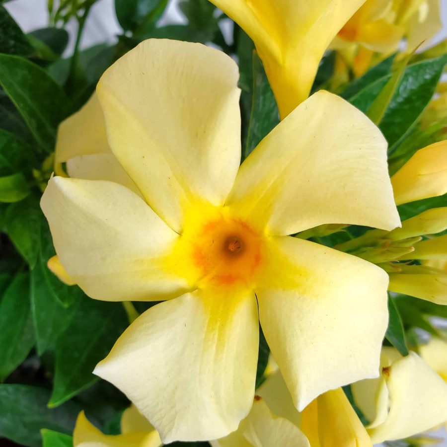 yellow dipladenia flower