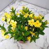 yellow dipladenia bush