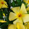 yellow flower