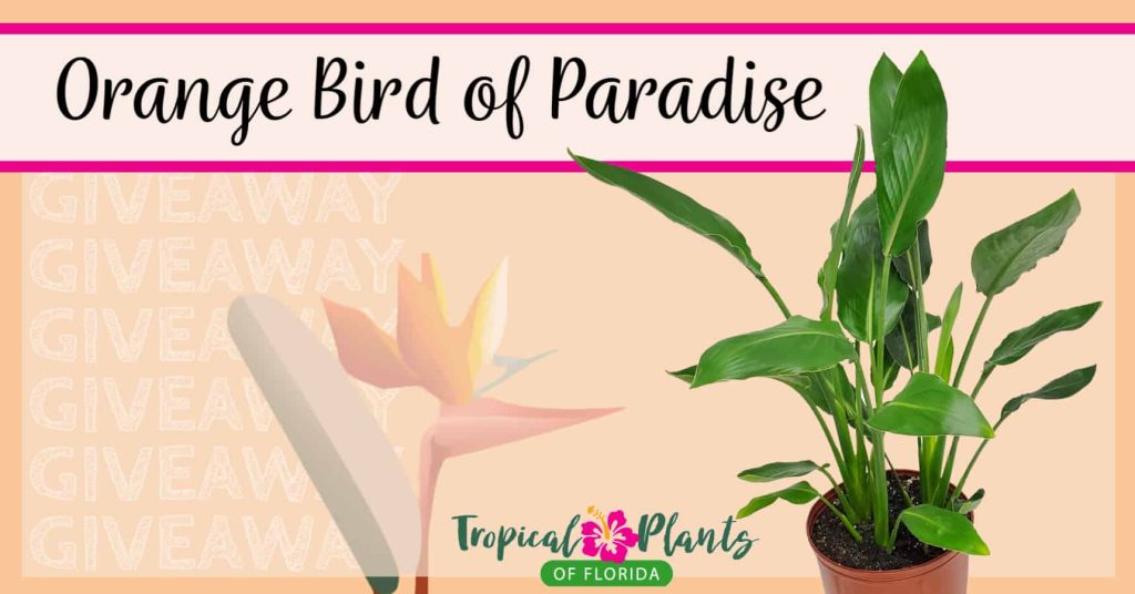 Orange Bird of Paradise Giveaway