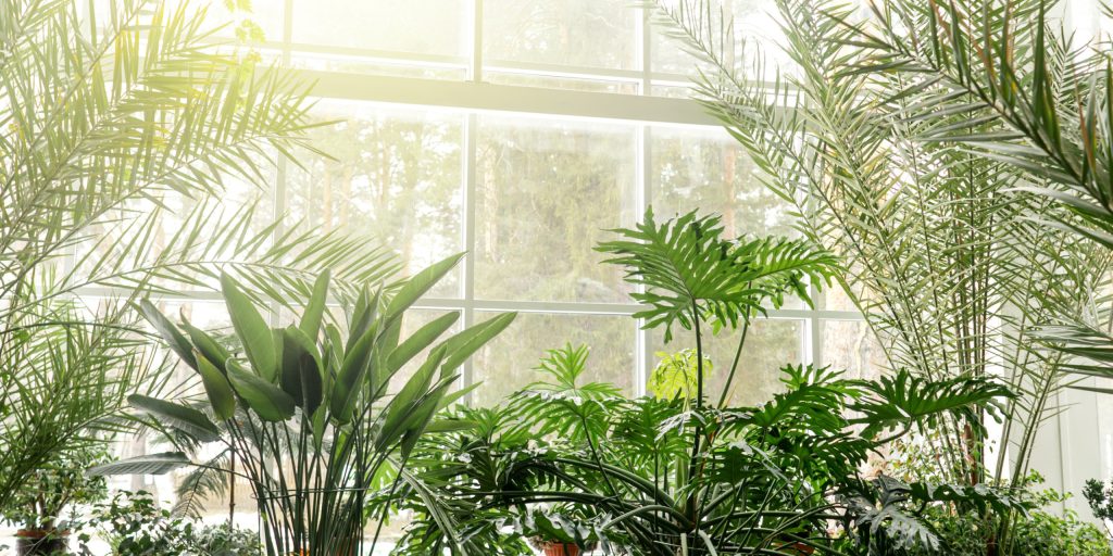 where to place tropical plants indoors