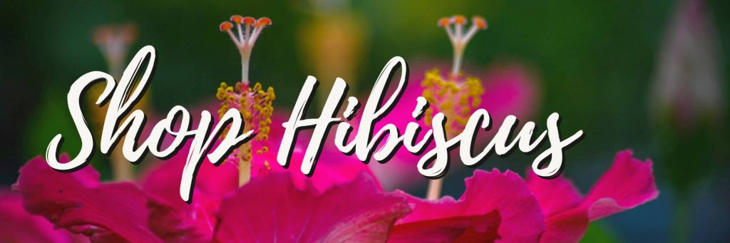 shop hibiscus plants