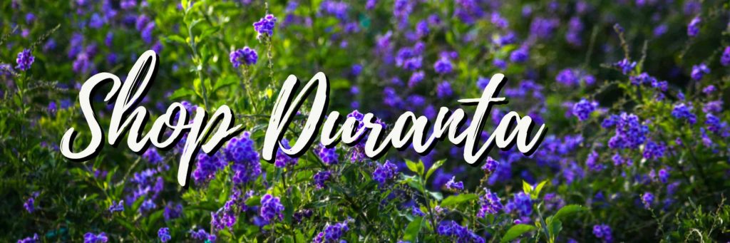 shop duranta plants