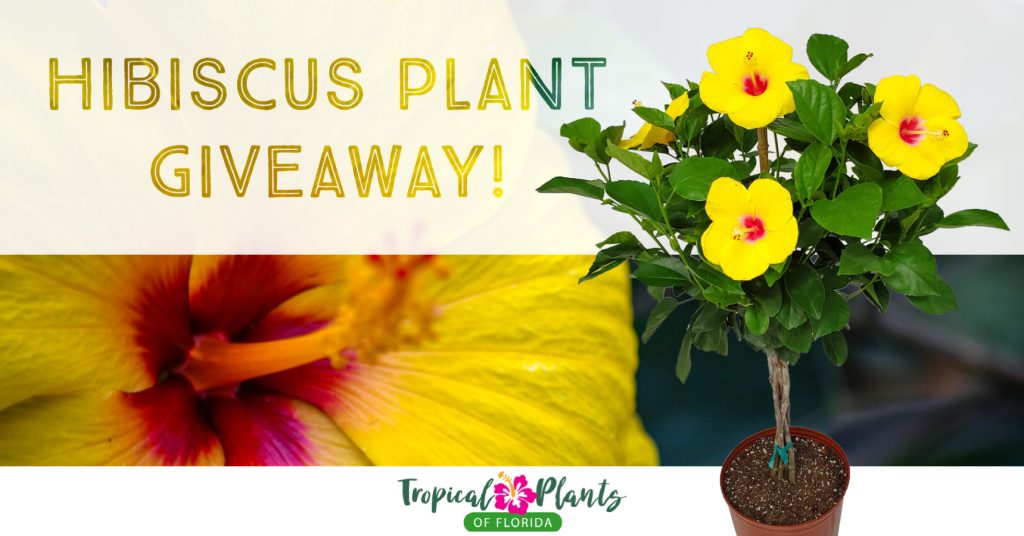 yoder yellow hibiscus tree giveaway