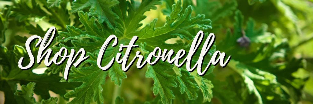 Citronella Plant Giveaway