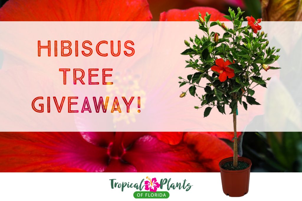 president red hibiscus tree giveaway