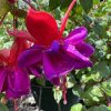 purple fuchsia flower