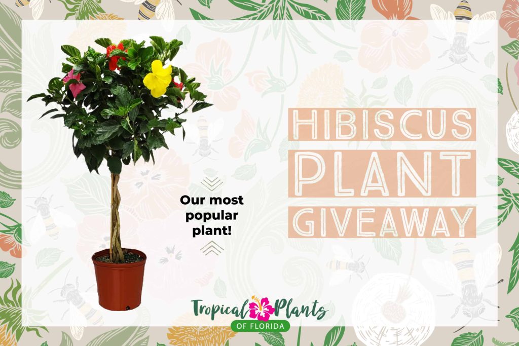 multicolor hibiscus tree giveaway