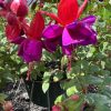 purple fuchsia flower