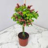 Braided Shrimp Tree | tropicalplantsofflorida