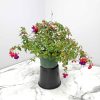 purple fuchsia plant