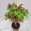 tropicalplantsofflorida