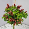 Braided Shrimp Tree