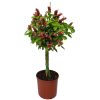 Braided Shrimp Tree