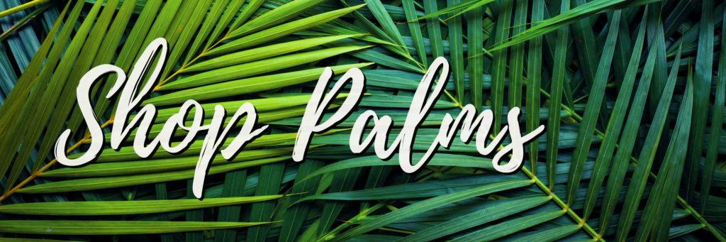 shop palms