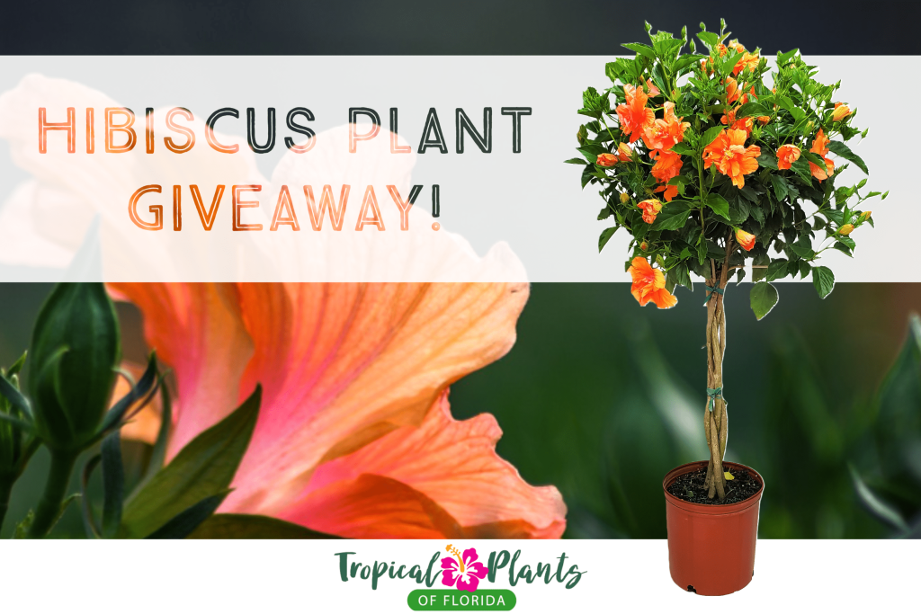 double peach hibiscus tree giveaway