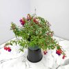 purple fuchsia hanging basket