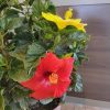 Mystery Color Hibiscus