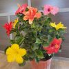 Mystery Colors Hibiscus Bush