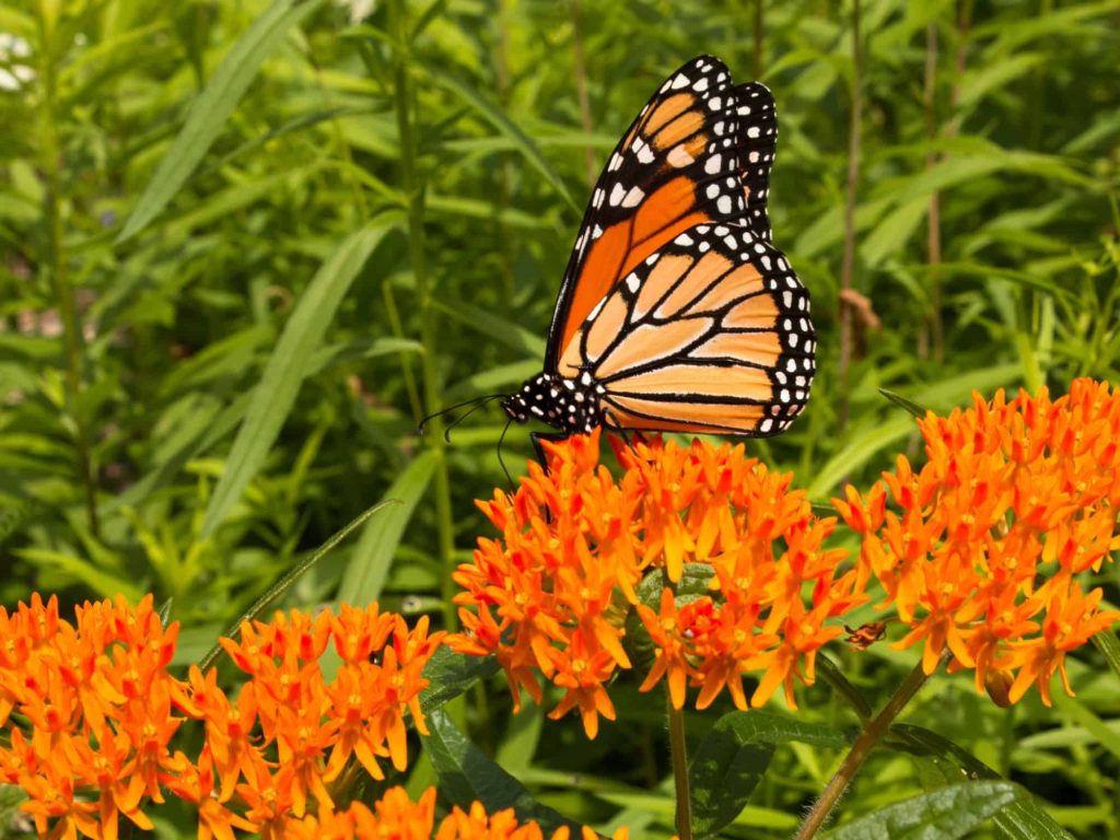 New Mexico Flowers butterfly milkweed