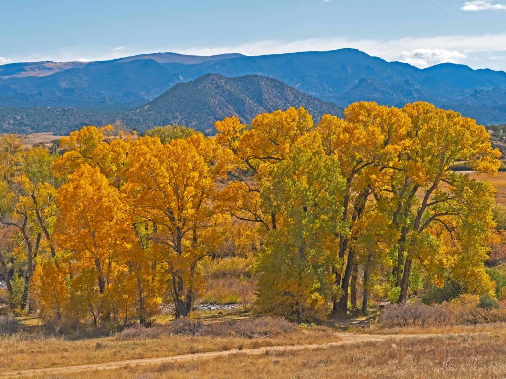 New Mexico Trees