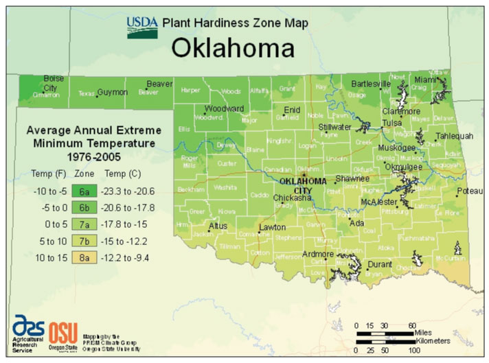 Growing Tropical Plants in Oklahoma