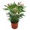 Oleander Bush Petite Pink