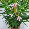 Oleander Bush Petite Pink - Image 3