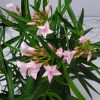 Oleander Bush Petite Pink - Image 4