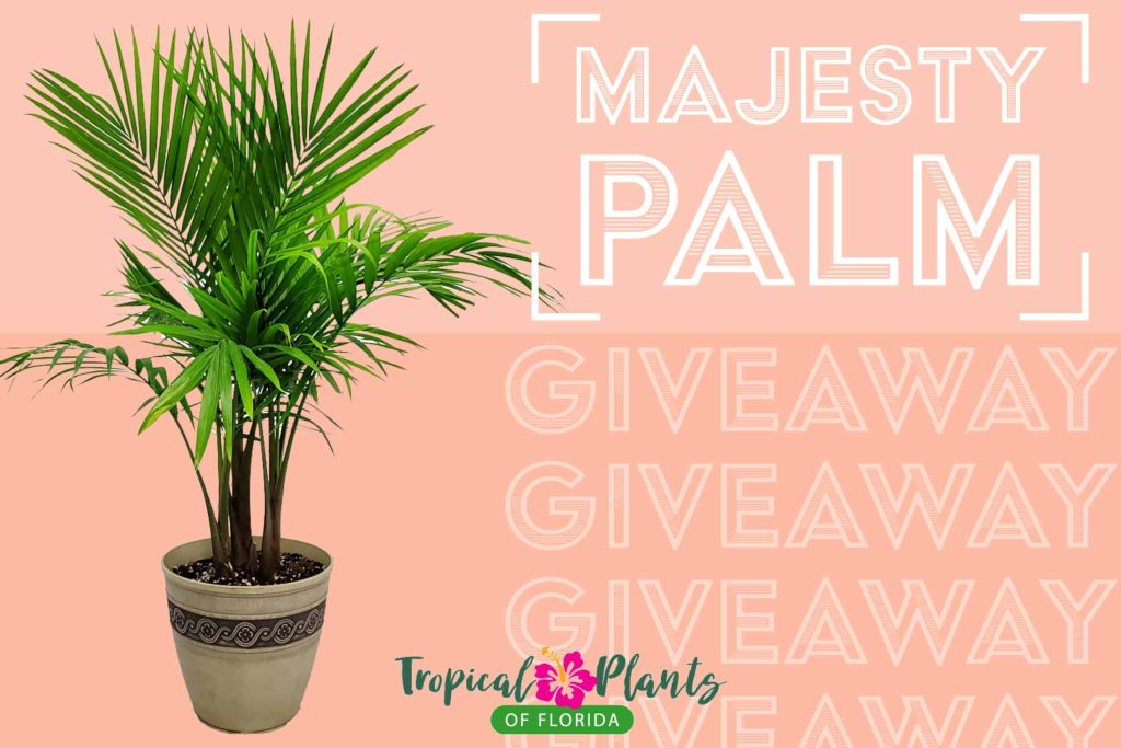 majesty palm giveaway