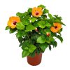 Yoder Orange Hibiscus